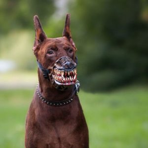 Bozal para perros lobo terrorífico perfecto para Halloween