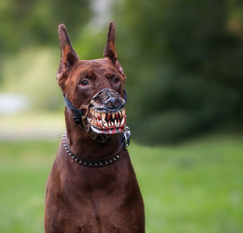 bestia sobresalir Ocultación Bozal para perros lobo terrorífico perfecto para Halloween ⋆ Mi perro mola  mogollón