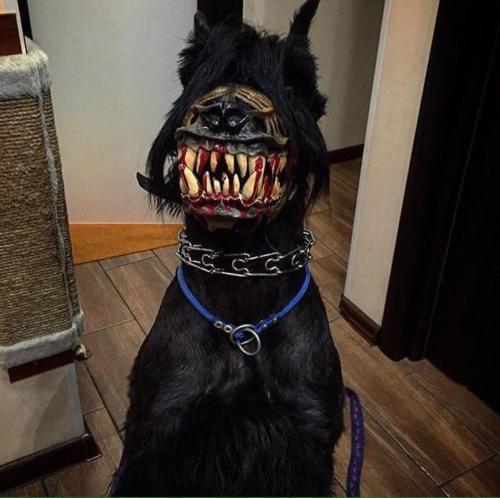Bozal para perros lobo terrorífico perfecto para Halloween