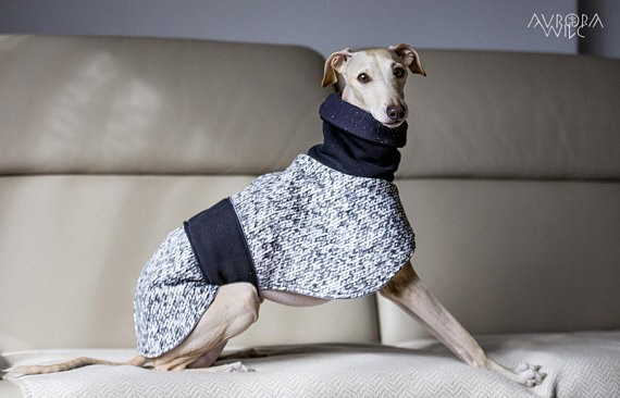 elegante para galgo ⋆ Mi perro mola mogollón