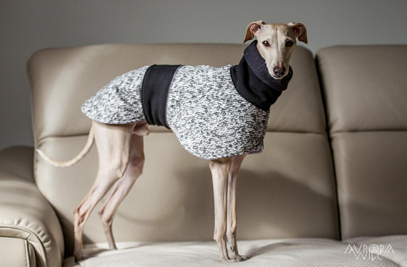 Confinar Creo que apertura Abrigo elegante para galgo ⋆ Mi perro mola mogollón