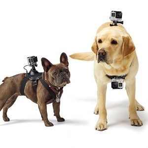 Arnés de cámara GoPro para perros GoPro Fetch