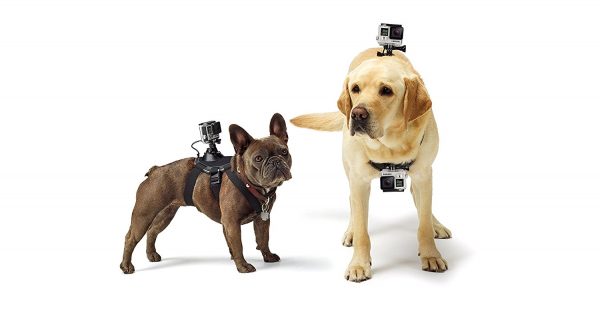 Arnés de cámara GoPro para perros GoPro Fetch