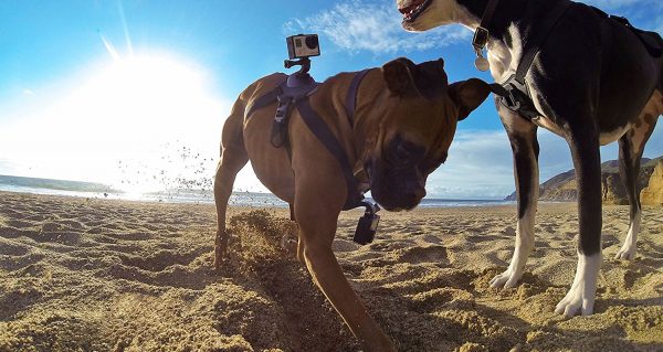 Arnés de cámara GoPro para perros GoPro Fetch