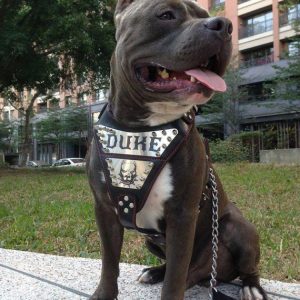 Arnés de cuero personalizado para perros