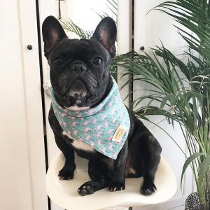 Bandana para perro con motivo de flamencos