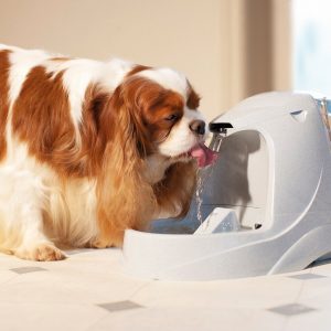 Bebedero automático de agua para perros Drinkwell