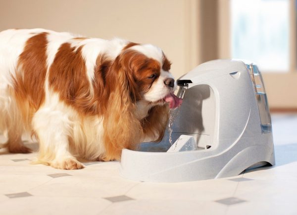 Bebedero automático de agua para perros Drinkwell