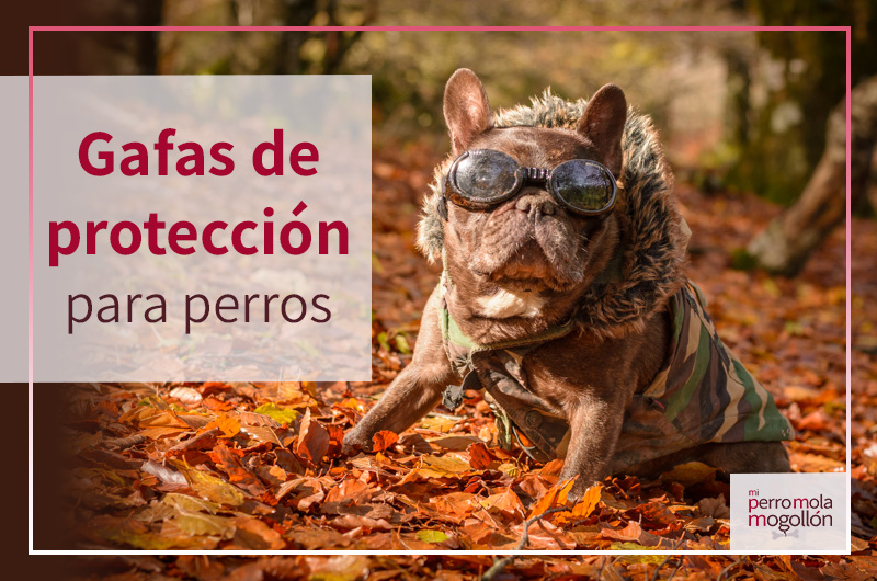 Gafas de protección para perros…¿en serio?