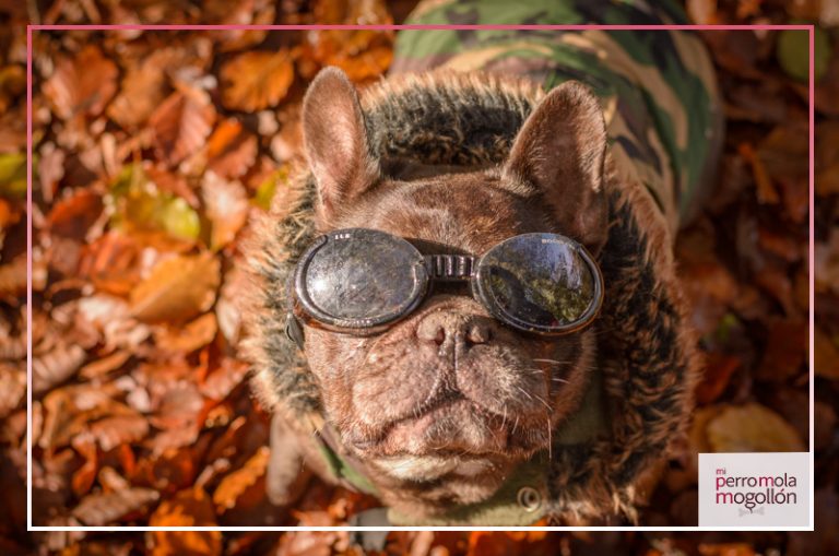 Gafas De Protecci n Para Perros en Serio Mi Perro Mola Mogoll n