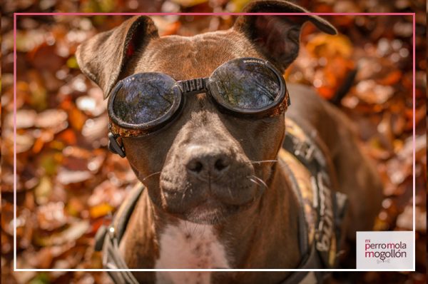  Gafas De Protecci n Para Perros en Serio Mi Perro Mola Mogoll n