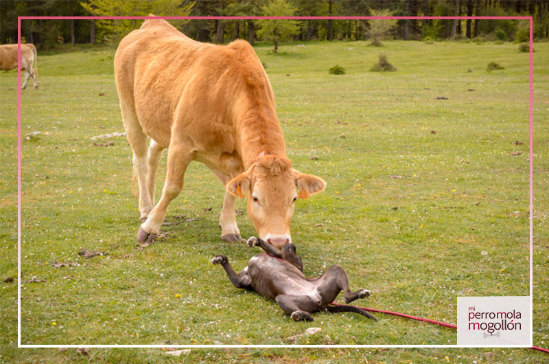 Pitbull jugando con una vaca