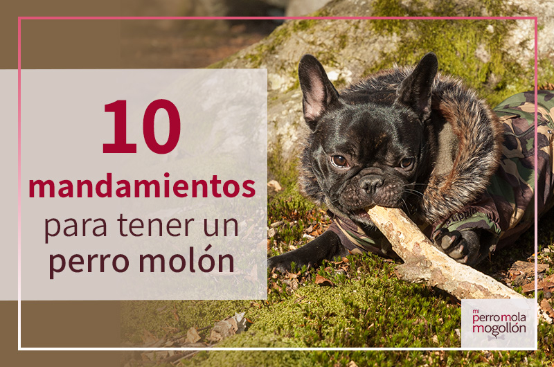 10 mandamientos para tener un perro molón