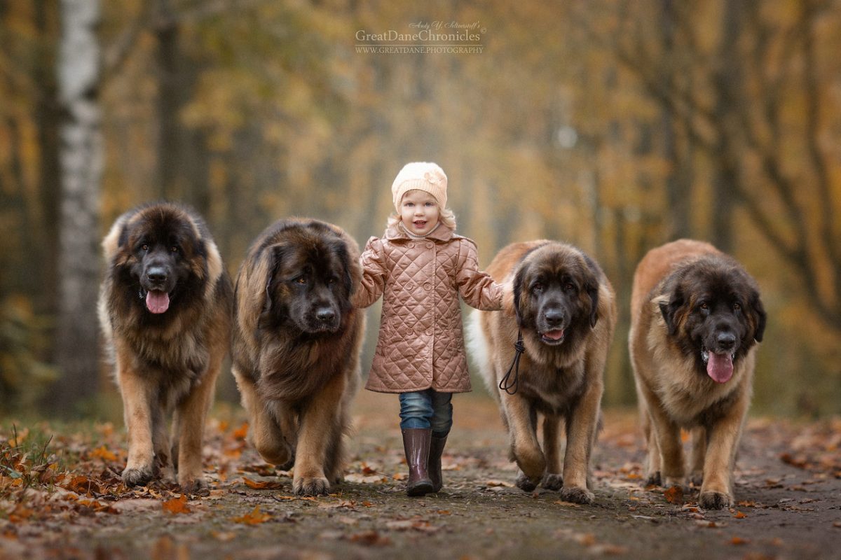 Great Dane Chronicles fotografía de perros y niños