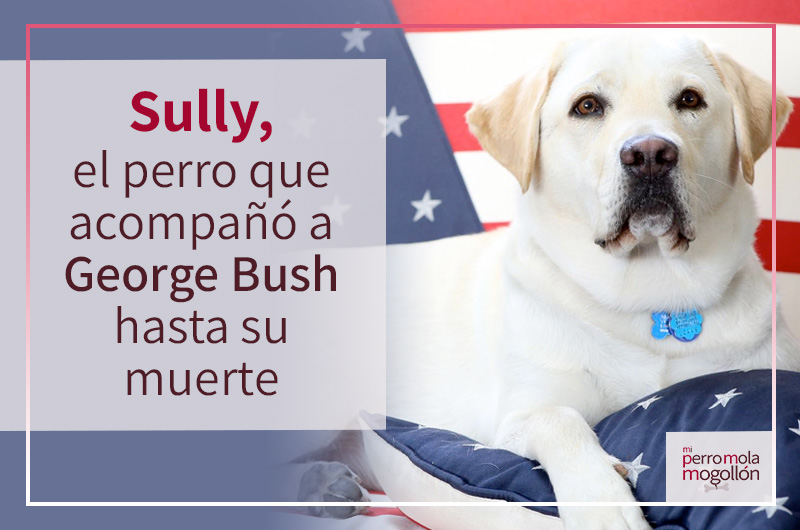 Sully, el perro que acompañó a George Bush hasta su muerte