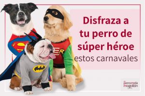 Disfraza de súper héroe a tu perro estos Carnavales