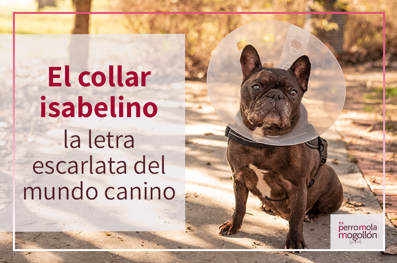 El collar isabelino para perros: la letra escarlata del mundo canino