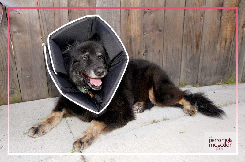 Cono de recuperación para perros Comfy